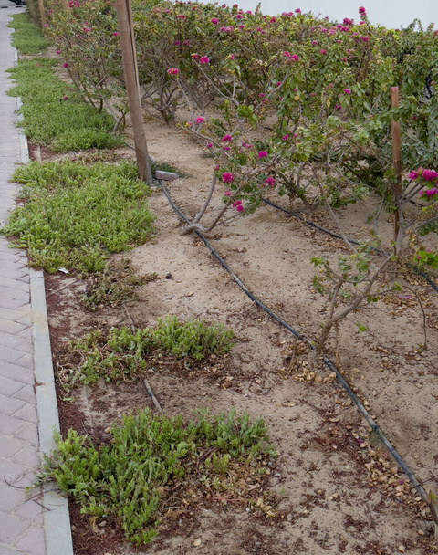 Système d'irrigation goutte à goutte utilisé pour l'aménagement paysager sur le côté d'un sentier. - Photo, image