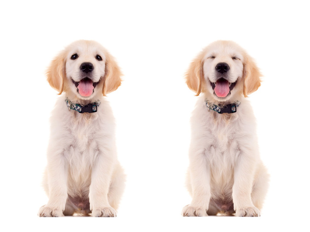Two emotional poses of a cute puppy - Photo, Image
