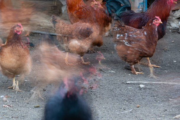 Troupeau agité rapide de poules avec flou de mouvement dans une longue exposition, animaux domestiques dans la cour de campagne dans le courant, concept de confusion - Photo, image