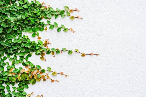 Ivy plant leaves growth and climbing on isolated white wall background. - Photo, Image
