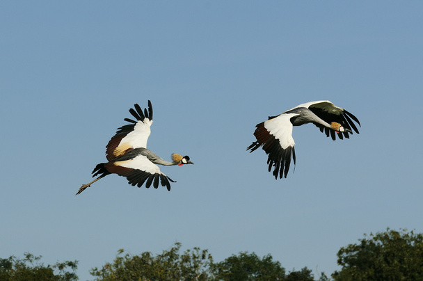Uganda Ulusal kuş - Fotoğraf, Görsel
