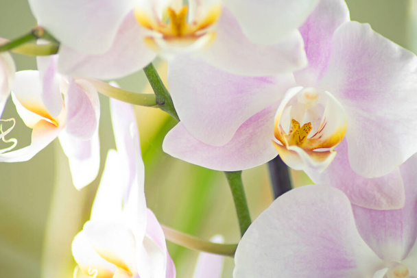 Close-up of orchids with beautiful white and purple petals - Foto, Bild