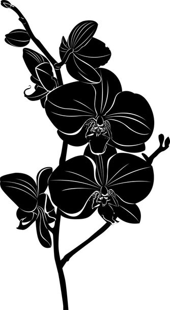 silhueta de orquídea
 - Vetor, Imagem