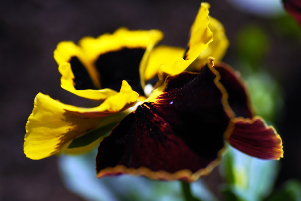 Viola planta tricolor
 - Foto, Imagem