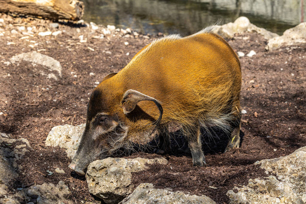 Porco-do-rio-vermelho, Potamochoerus porcus, também conhecido como porco-do-mato. Este porco tem um olfacto agudo para localizar comida no subsolo.. - Foto, Imagem