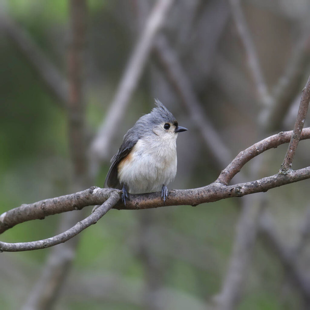 Tufted Titmouse (baeolophus bicolor) perched on a branch - Foto, immagini
