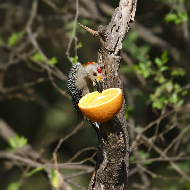 Altın önlü ağaçkakan (erkek) (melanerpes aurifron) bir portakaldan yemek - Fotoğraf, Görsel
