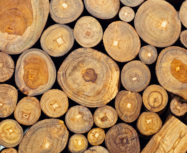 madeira de teca
 - Foto, Imagem