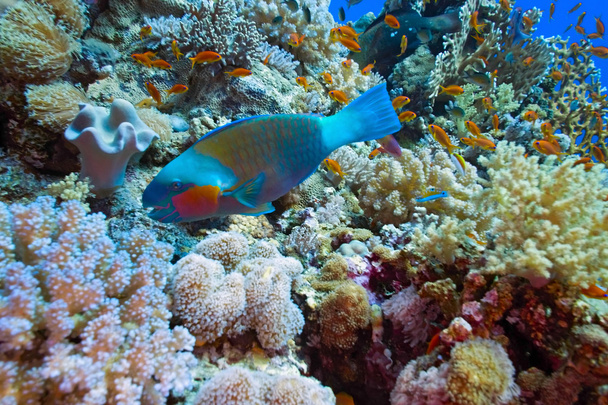 Parrotfish - Photo, Image