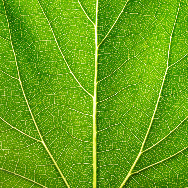 Leaf of a plant - 写真・画像