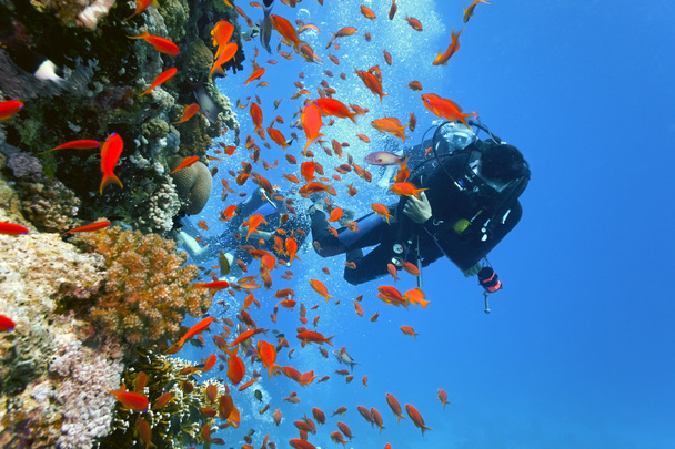 Mergulhador no recife de coral
 - Foto, Imagem