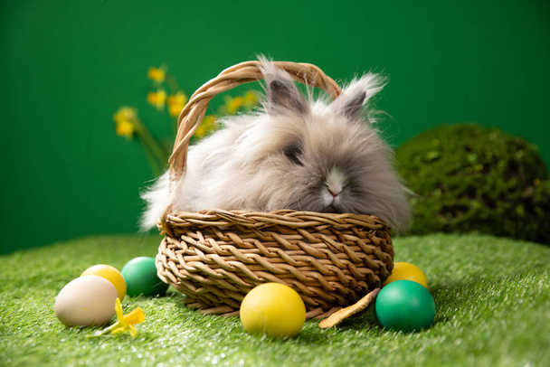 Wielkanocny królik siedzący w pobliżu pisanek, zielona trawa. Słodki kolorowy królik, zielone tło, wiosenne wakacje, symbol Wielkanocy, króliki czołgające się po zielonej trawie - Zdjęcie, obraz