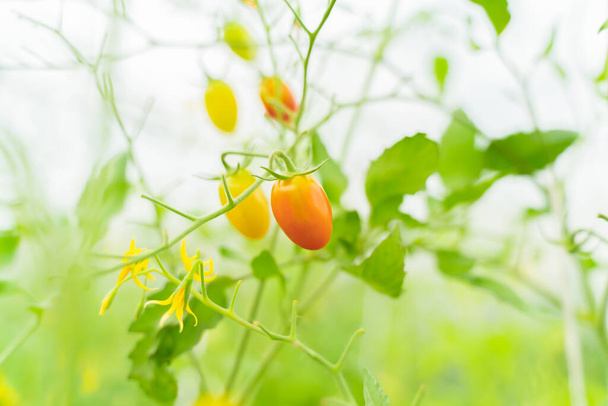 Tomato garden background bright and easy on the eyes - Фото, зображення