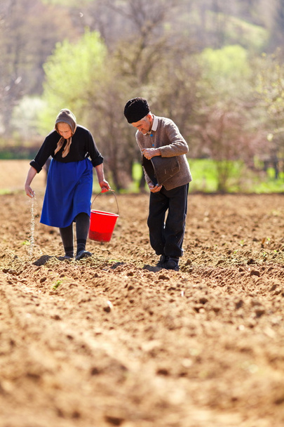 Senior couple planting on their land - Foto, Imagem