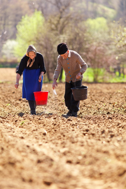 Senior couple planting on their land - Фото, зображення