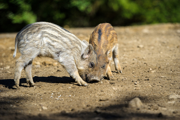 Wild boars in forest - Foto, immagini