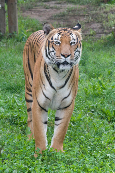 тигр в траве - Фото, изображение