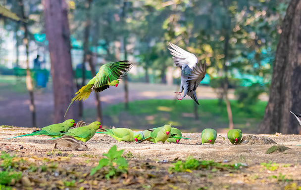 A pigeon and a parakeet landing for food on ground - Photo, Image