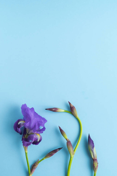 Purple iris flowers on blue background. Vertical photo. Space copy. - Foto, afbeelding