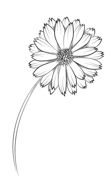 Calendula. Hand drawn vector illustration. - Vector, Image