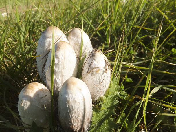 canine agaric mushroom (Coprinus comatus). - Photo, Image