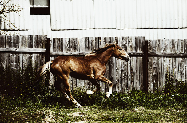 Cavalo engraçado
 - Foto, Imagem