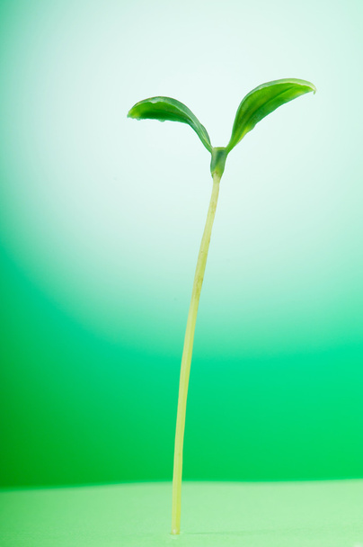Plántulas verdes que ilustran el concepto de nueva vida
 - Foto, imagen