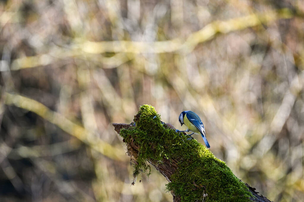 A blue tit  ( Cyanistes caeruleus ) foraging on an old branch - Foto, afbeelding