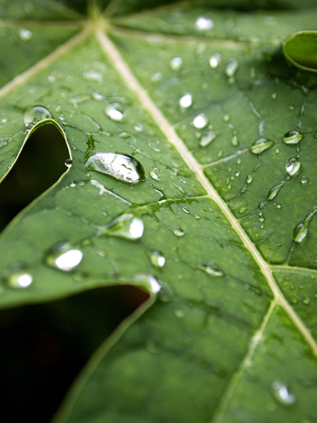 Капли воды на зеленом листке после дождя
 - Фото, изображение