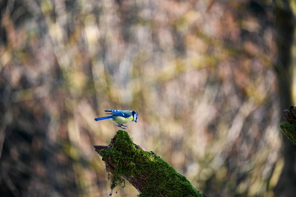 A blue tit ( Cyanistes caeruleus ) approaching on an old branch - Foto, imagen