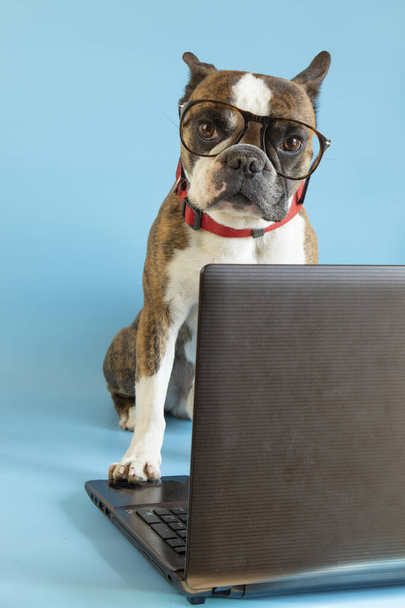  Terrier di Boston divertente con occhiali a un computer portatile su uno sfondo blu - Foto, immagini