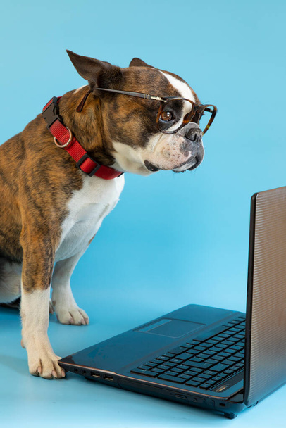  Terrier di Boston divertente con occhiali a un computer portatile su uno sfondo blu - Foto, immagini