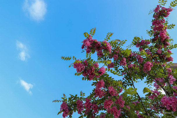 Robinia pseudoacacia ornamental árbol en flor, rosa de color blanco manojo de flores bata púrpura plantación, hojas verdes. Nombre turco; Acacia tree - Foto, Imagen