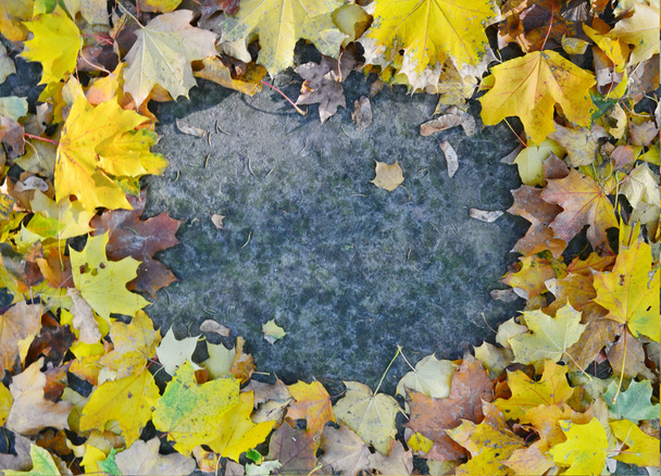 Herfstbladeren op de stoep in een vorm van frame - Foto, afbeelding