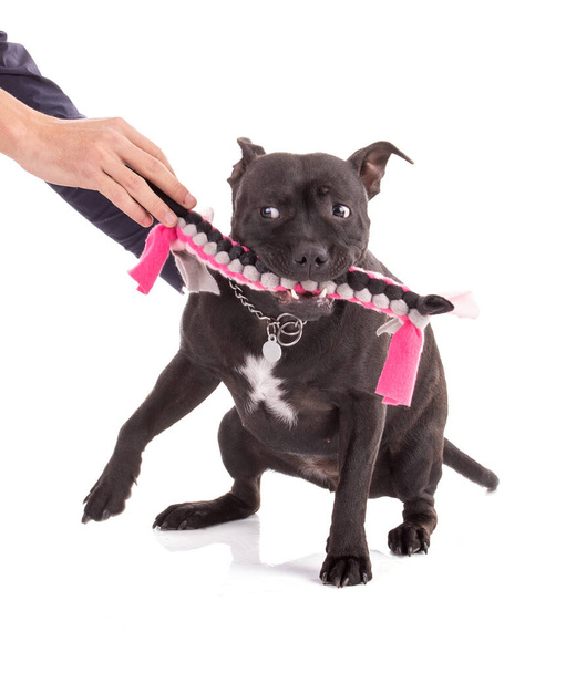 Portrait of an staffordshire terrier dog with a pink woven fabric toy  on a white background - Fotoğraf, Görsel