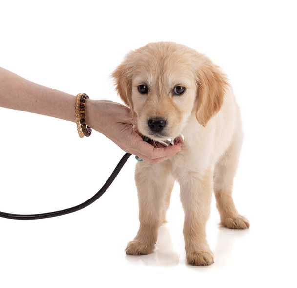 Cute Golden Retriver puppy with a stethoscope on white background  - Fotoğraf, Görsel
