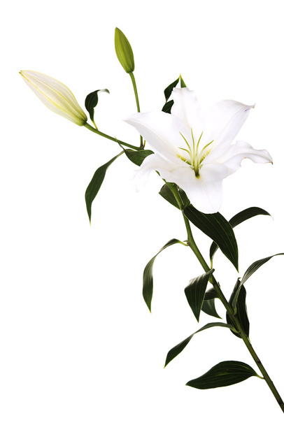 White lily - Foto, Imagen