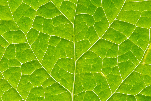 Leaf texture - Фото, зображення