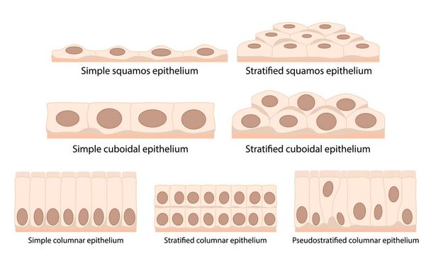 Sejtek hámszövet: lapos (lapos és vékony), cuboidal (dobozos, olyan széles, mint a magas), oszlop (téglalap alakú, magasabb, mint széles), pszeudosztratifikált. - Vektor, kép