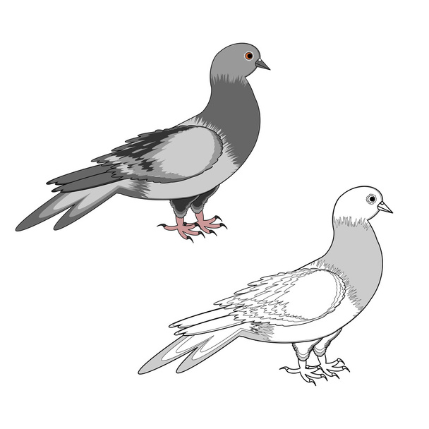 A pigeon isolated on a white background - Vektori, kuva