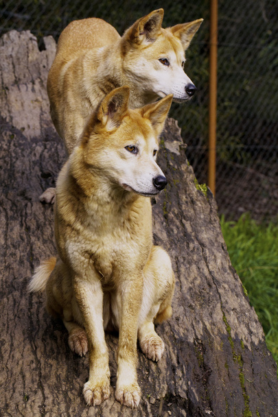 Dingo (Canis lupus dingo)) - Foto, afbeelding