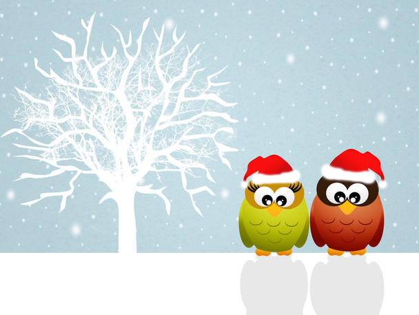 Owls at Christmas - Foto, Imagem