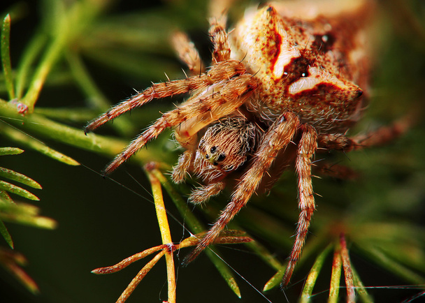 Spider waiting for the kill - Photo, Image
