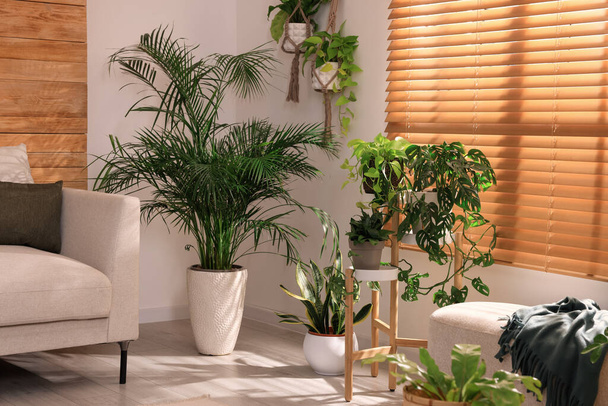 Cozy room interior with stylish furniture and beautiful houseplants near window - Foto, Imagen