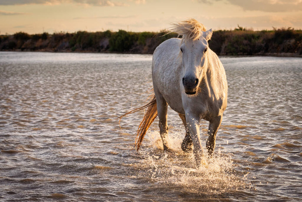 White horses are runing in the water  all over the sea in Camargue, France. - Photo, Image