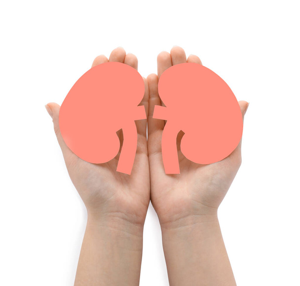 Woman holding paper cutout of kidneys on white background, top view - Foto, afbeelding