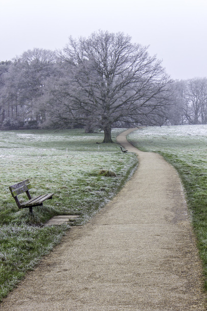 Winter walk - Photo, Image