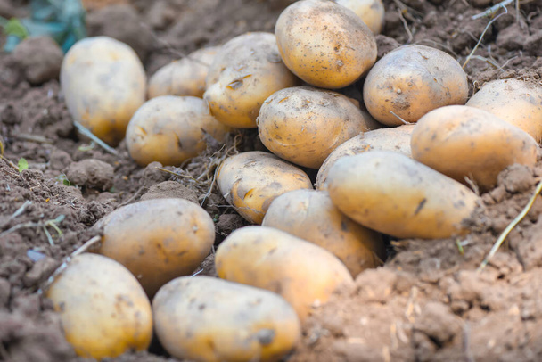 Pianta di patate fresche, raccolta di patate mature prodotti agricoli da campi di patate  - Foto, immagini