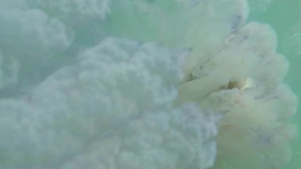 Medusa kwallen close-up langzaam drijft in zeewater, fry verstopt onder een giftige kwallen drijvend in het water stralen van de zon, via de kwal - Video