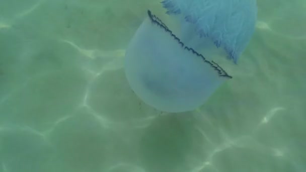 Medusa jellyfish closeup slowly floats in sea water, fry hiding under a poisonous jellyfish floating in the water rays of the sun through the jellyfish - Footage, Video